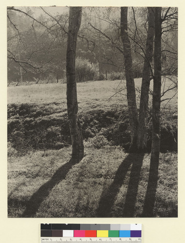 [Trees and field, unidentified location.] [photographic print]