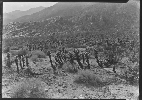 Cactus Desert