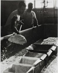 Two unidentified men putting curd into metal boxes called "hoops" at the Petaluma Cooperative Creamery, about 1955