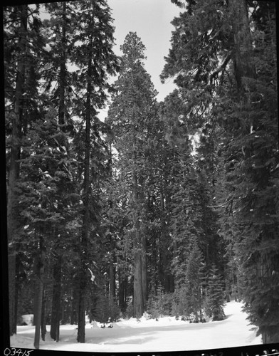 General Sherman Tree area, Giant Sequoia Winter Scenes