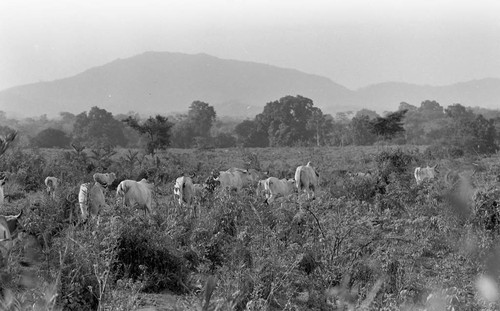 Cattle roaming in a field, San Basilio de Palenque, 1976