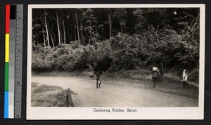 Man gathering rubber, Benin, ca.1920-1940