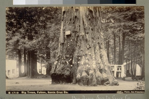 Big Trees, Felton, Santa Cruz Co. B 1719. [Photograph by Isaiah West Taber.]