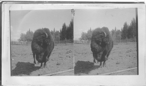 The Old Monarch Buffalo Bull on Dot Island, Yellowstone Lake