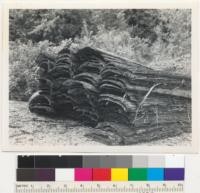 Redwood. Bark of second-growth redwood. Probably removed for rustic siding. Is thinner and softer than old-growth bark. From 50-60-year-old trees. Ryan's Slough near Eureka, California. 5/15/42. E.F