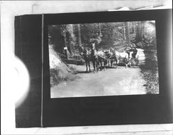 People in a horse and buggy at Armstrong Grove, Guerneville, California, 1903