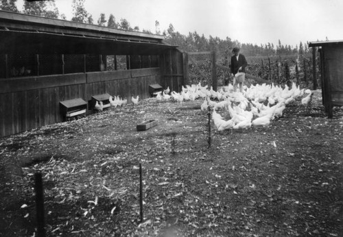 Fontana poultry farm