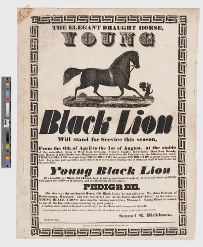 The elegant draught horse, young Black Lion, will stand for service this season