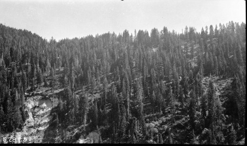 High Sierra Trail Investigation, east slope Buck Canyon. Mixed Coniferous Forest. Note landslide, lower left