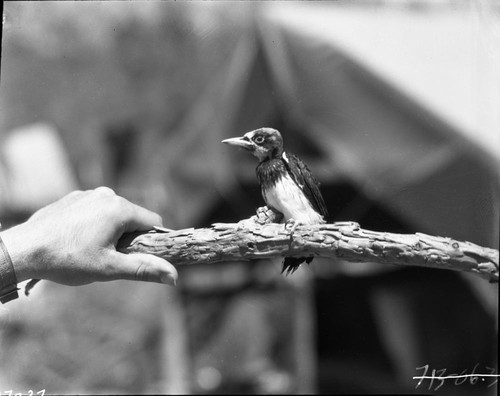 Misc. Birds, young Acorn Woodpecker