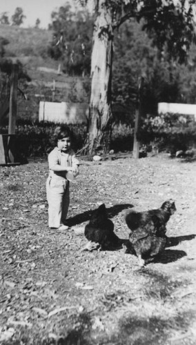 Boy feeding chickens