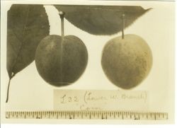 Two plums "Coin" with ruler at bottom