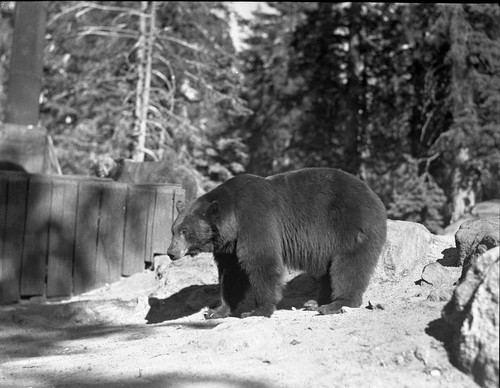 Bears and Bear Damage, Bears at incinerator, Bear Hill