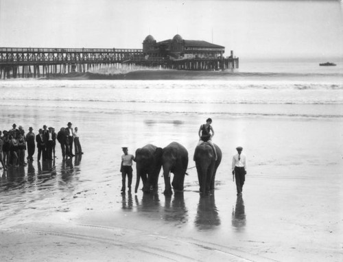 Woman, elephants and the pier at Long Beach