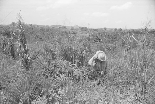 Man working in a field, San Basilio de Palenque, 1976