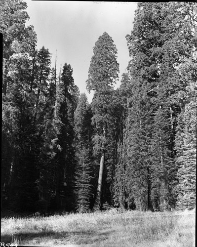 Giant Sequoia, Leaning sequoia, Huckleberry Meadow. Misc. Meadows