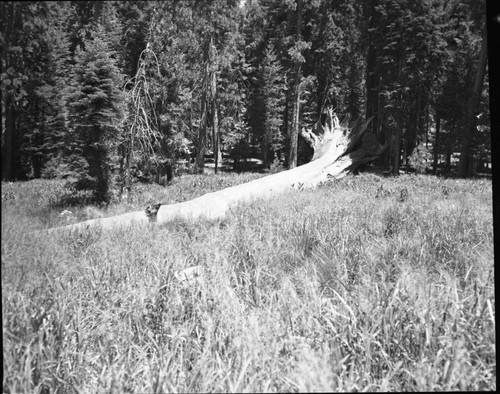 Fallen Giant Sequoias, Fallen sequoia, Upper Paradise Campground. Montane Meadow Plant Community