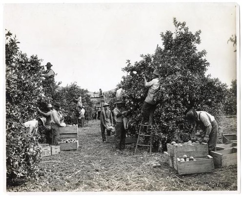 Agricultural workers picking oranges in California