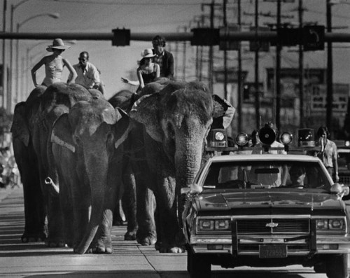 Police escort troupe of circus elephants