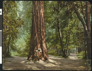 Color view of a California redwood in General Grant State Park, 1900-1940