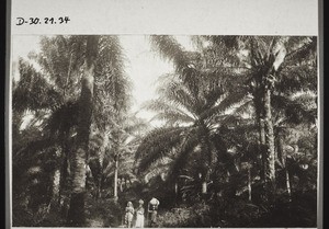 Carriers in a landscape with palm trees