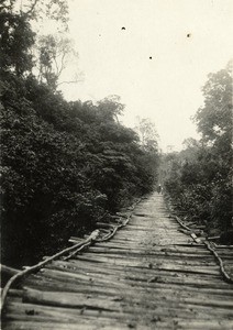 Bridge in the forest, in Gabon