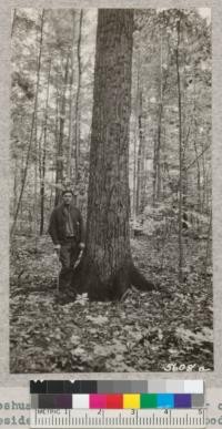 Joshua Cope, Extension Forester of New York, beside a fine large oak in a woodlot near Ithaca, New York. He has a demonstration in the thinning of second growth here. 1932. Metcalf