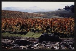 Unidentified vineyard likely near Geysers Road, Sonoma County, California, 1988