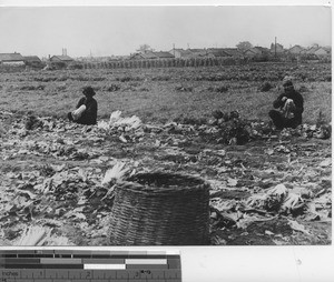 Harvesting at Fushun, China, 1938