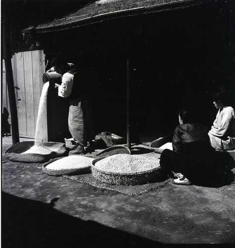 Man pouring rice into a low, wide basket