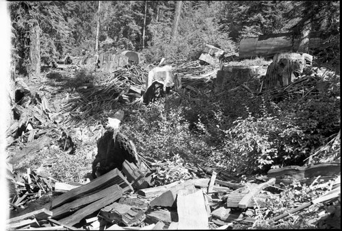 Logging, logging damage. Redwood Mountain Grove