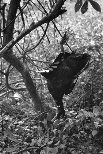 Duck hanging in a tree trap, San Basilio de Palenque, 1976
