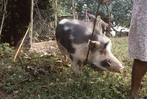 Lehi's pig named Demo