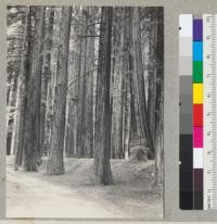 Redwoods at Richardson Grove from close to service bridge over Durphy Creek. 4/11/38. E. F