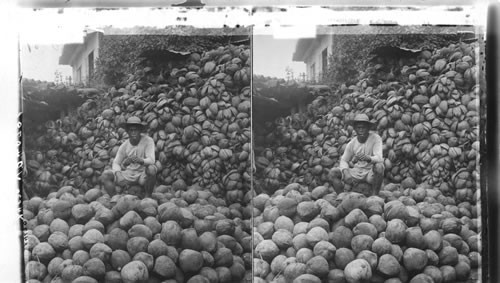 Where coconuts are husked for market, Manila. P.I