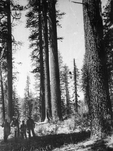 Larger stand of Sugar Pine