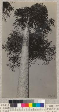Camp Califorest. The trunk and top of a large western yellow pine tree standing in the brush fields near the junction of the Bear Creek road and the cattle drive. Note the character of the plates and the outward evidence that the tree is making extremely little diameter growth. The lower portion of the tree is shown in photo 5162. E.F. July 1931
