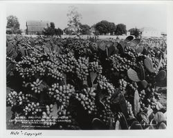 Fruitful spineless cactus Luther Burbank's Experimental Grounds, Santa Rosa, California