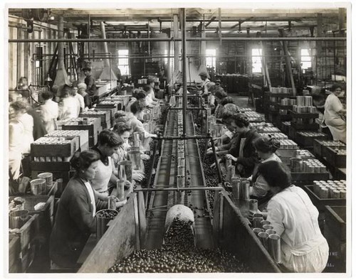 Women workers filling cans with ripe olives, San Jose, Santa Clara County, California