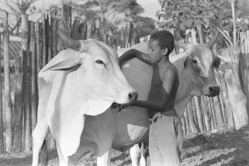 A boy and his cows, San Basilio de Palenque, 1977