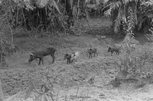 Pig and piglets roaming free, San Basilio de Palenque, 1976