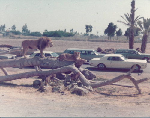 Lion Country Safari 1974