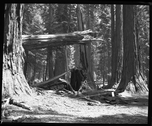 Hazard Trees, Base of Sequoia No. M-47