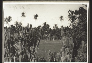 Managalore: rice field surrounded by palm trees and 'Queens of the Night