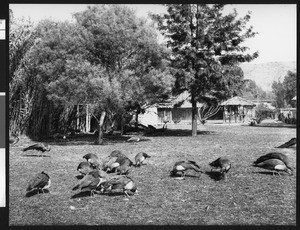 Several baby peacocks at the Los Angeles zoo, ca.1930