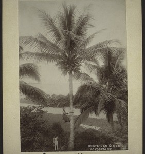 Besteigen einer Kokospalme (Kam.)