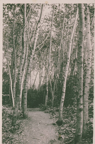 Birch trees line a path in Temescal Canyon, Calif