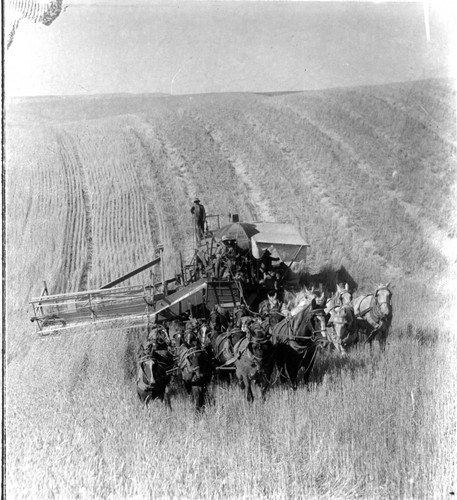Horse and Mule Team Drawn Combine Harvester