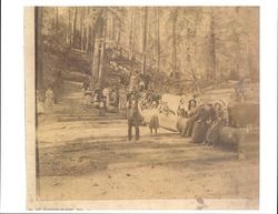 Large group of men, women, and children in a redwood logging area in Northern California, 1885
