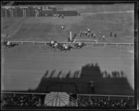 Birdseye view of race horse "Las Palmas" winning the first race at Santa Anita Park on Christmas Day, Arcadia, 1934